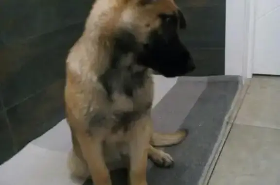 Найден щенок в Красноярске, ищет владельца
