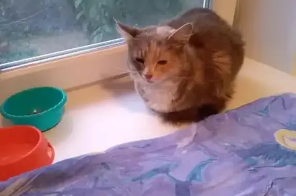 Кошки потеряшки, Иваньково, фото: Потеряшка трехцветная кошка в Иваньково, Тульская область