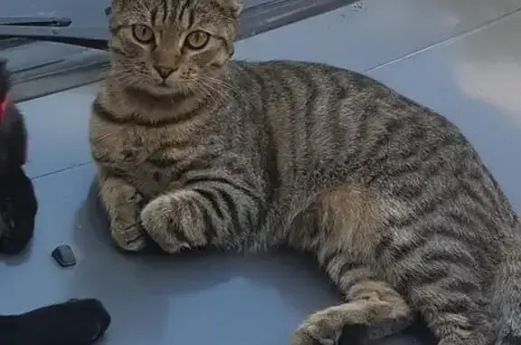 Пропал котенок на улице Подтелкова, 54 в Каменске