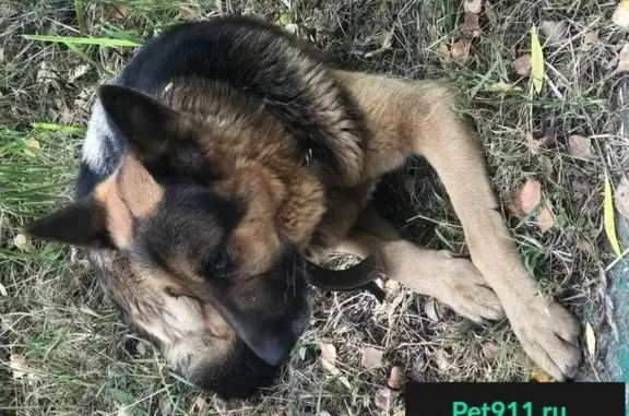 Пропала собака в Учебном Центре Нахабино