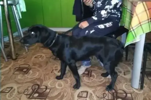 Пропала собака в Раменском районе, найдена в Михеево, Бронницы