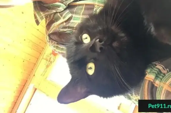 Кошки потеряшки, Суховское, фото: Потеряшка кот Миша в деревне Чёрное, Ленобласть