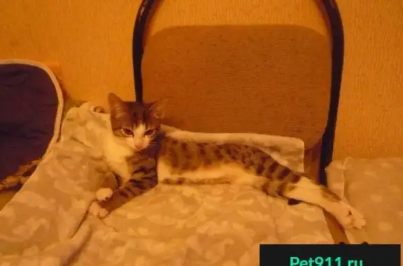 Кошки потеряшки, Сургут, фото: Потеряшка кошка 