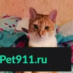 Пропала кошка Маня в Востряково