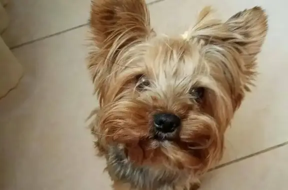 Пропала собака Пиксель в Алексеевском районе Москвы