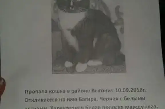 Кошки потеряшки, Выгоничи, фото: Потеряшка кошка Багира в Выгоничах, Брянская область