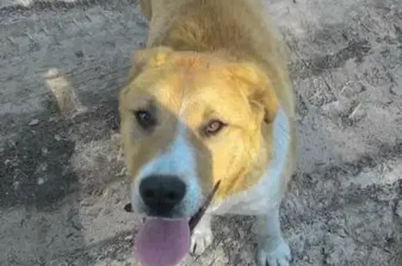 Пропала собака Амур, рыжий с белым пятном на морде, Владивосток.