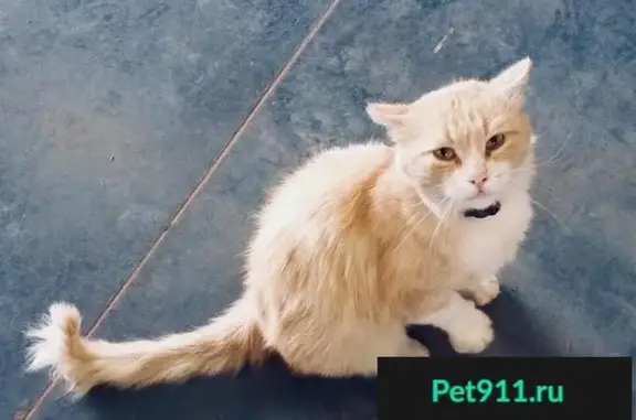 Найден рыжий кот с ошейником в Прохладном