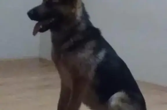 Найдена собака в Новосибирске, ищет добрые руки.
