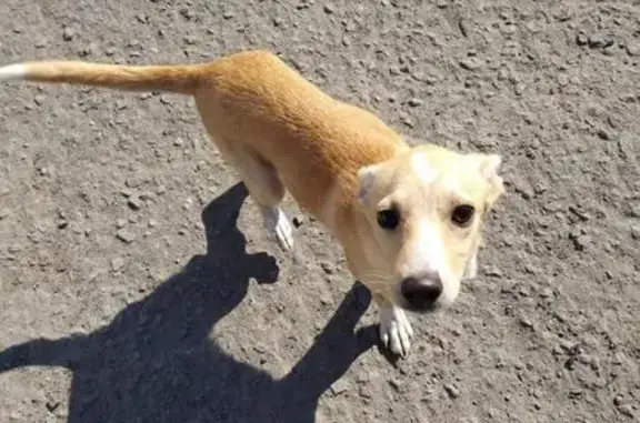 Найдена собака ищет семью в Ростове!