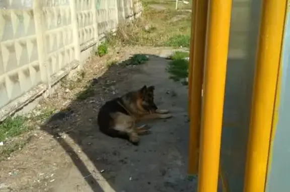 Найдена собака в Домодедово, нужна помощь!