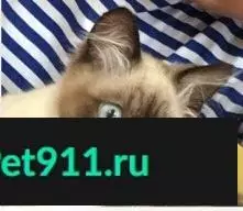 Пропал сиамский кот в первом микрорайоне, Москва