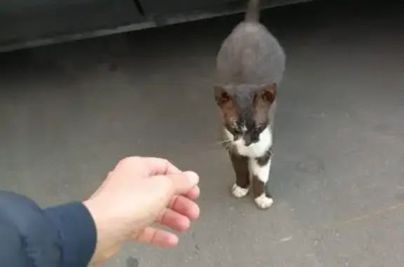 Найден котик на Криворожской улице