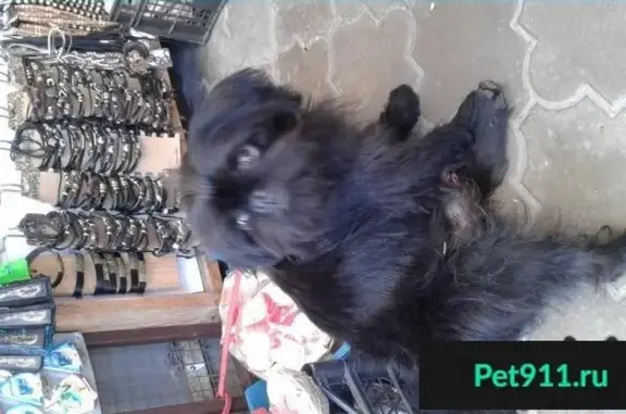 Пропала собака в Анапе: Бельгийский грифон