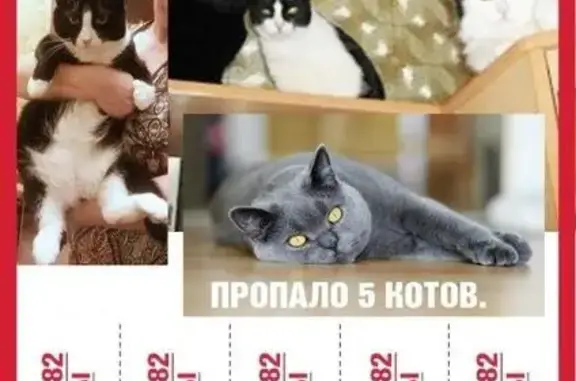 Пропали коты в Домодедово