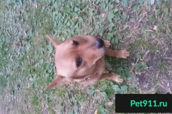 Пропала собака в парке Уральской молнии, Челябинск