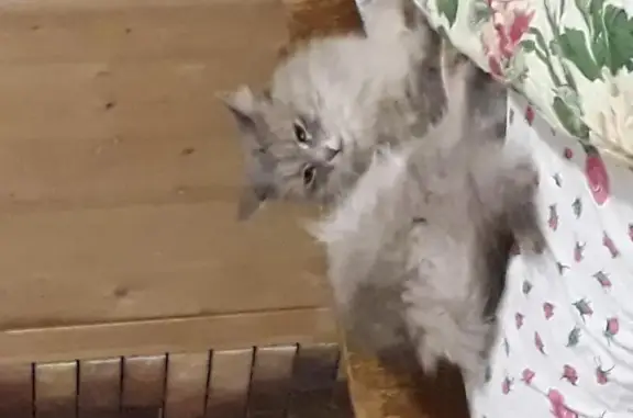 Собаки потеряшки, Самара, фото: Потеряшка собака и кошка в СНТ Прогресс, Самара