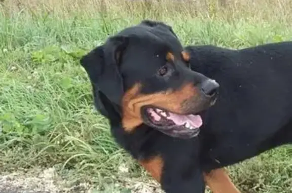 Найдена воспитанная собака в Московской области