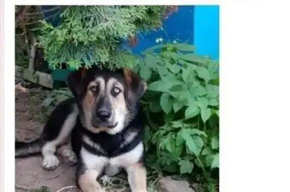 Пропала собака на ул. Сталеваров 18 к2