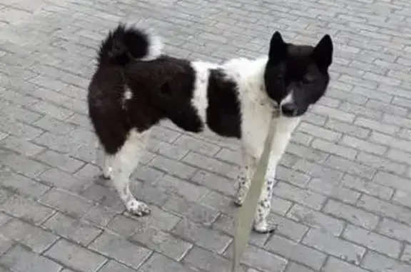 Пропала собака Мишка в Одинцовском районе, адрес: село Жаворонки.