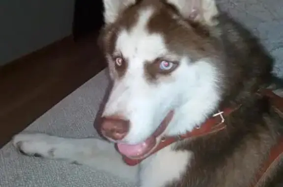 Пропала голубоглазая собака в Царицыно, есть шрам под глазом