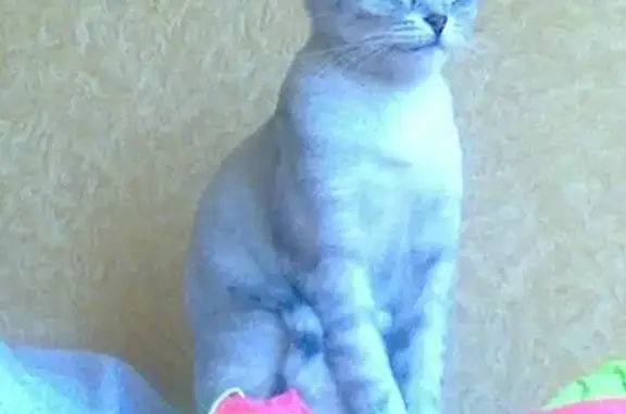 Кошки потеряшки, Тольятти, фото: Потеряшка кошка по адресу Юбилейная 4 в Тольятти