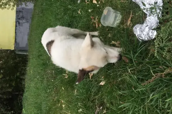 Найдена белая собака на Большом Ватин переулке