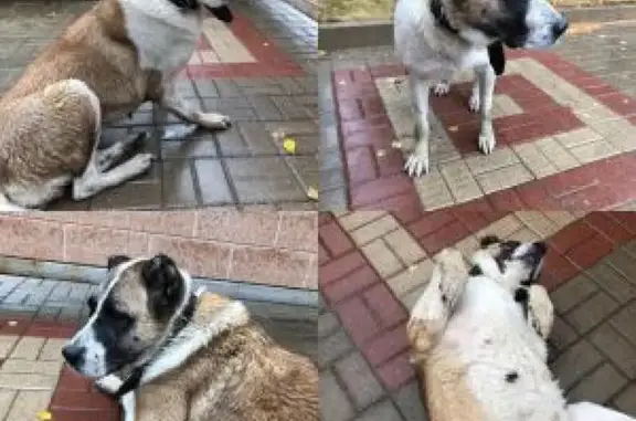 Найдена собака на улице Погожая в Курске