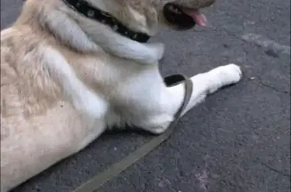Пропала собака в районе Комсомольского парка, кличка Грейд.