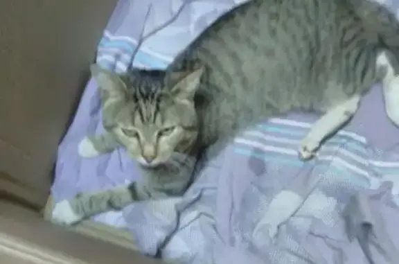 Травмированный кот ищет передержку в Сургуте.