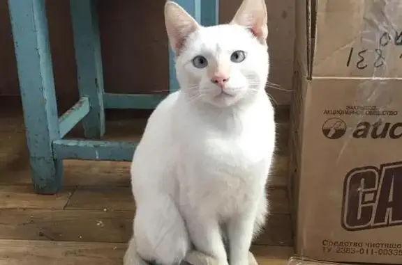 Пропала кошка: желтые уши и нос. Москва, Погонный проезд 5