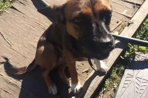 Найдена собака в районе Огонёк и Светофор, Читинский район