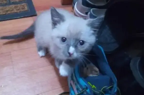 Найден маленький сиамский котенок возле вет. клиники в Красноярске