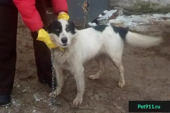 Собаки потеряшки, Черняховск, фото: Потеряшка собака 