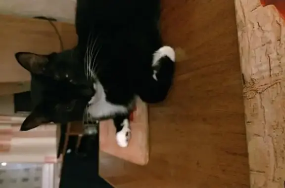 Кошки потеряшки, Владивосток, фото: Потеряшка кошка на ул. Русской 59/5, Владивосток