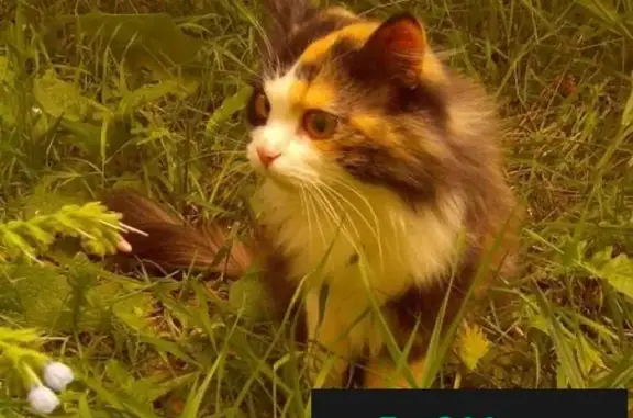 Пропала кошка Кошечка в Первоуральске, помогите найти!