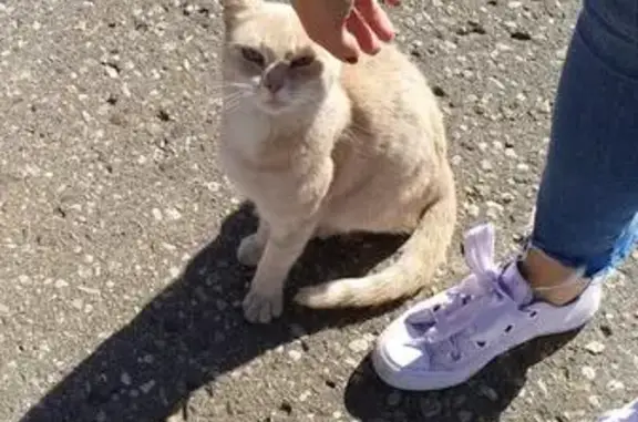 Пропала кошка в деревне Лешково, Московская область