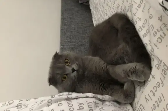 Кошки потеряшки, Барабаново, фото: Потеряшка дикая кошка на Центральной, Московская обл., ул. 19