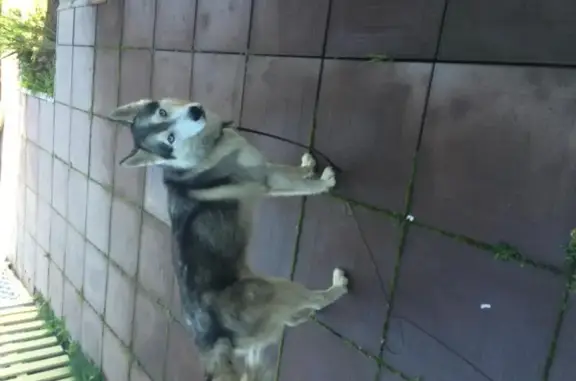 Собака в Тайцах: худая и бездомная