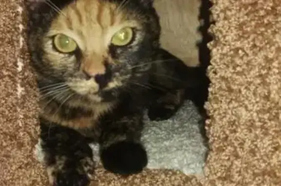 Кошки потеряшки, Набережные Челны, фото: Потеряшка кошка на Боровецкой улице, Набережные Челны