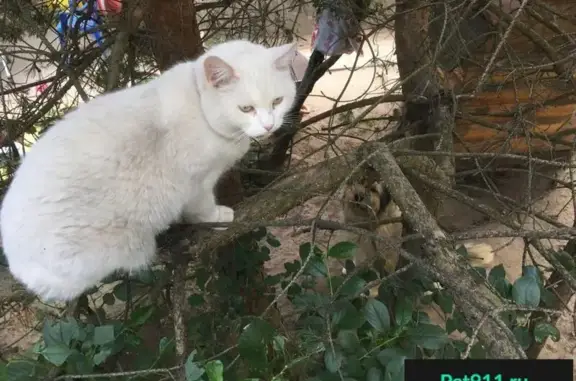 Пропала белая кошка Луна в Малаховке
