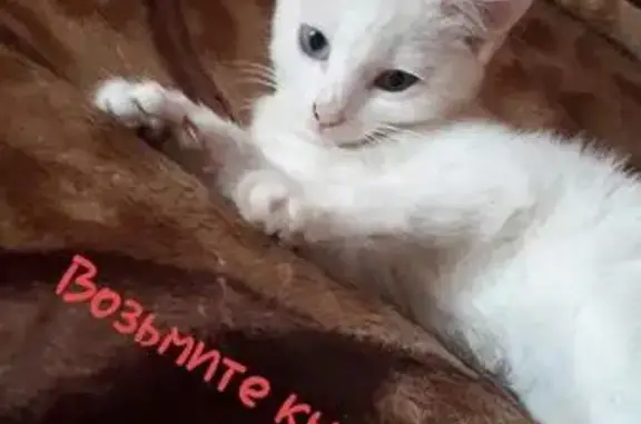 Найден котенок белого цвета с чёрно-рыжим хвостиком в Чите