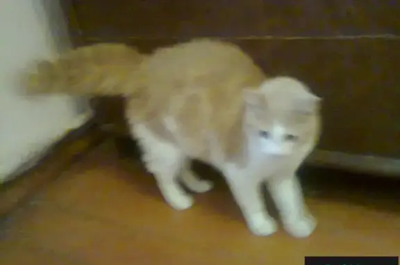 Пропала кошка в Твери, пл. Гагарина, светло-рыжий кот Вася