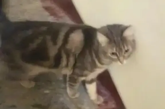 Найдена ручная кошка в Петроградском районе СПб