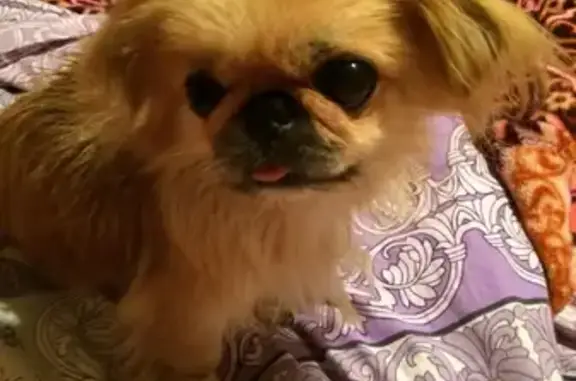 Собаки потеряшки, Самара, фото: Потеряшка собака Лиза на ул. Тополей, Самара