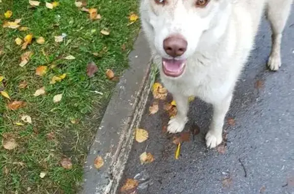 Пропала собака в Москве, помогите найти!