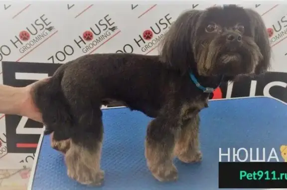 Собаки потеряшки, Самара, фото: Потеряшка собака на Красной глинке, кличка Нюша