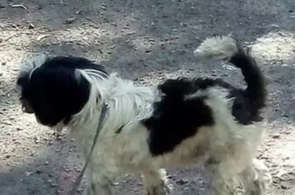 Пропала собака в районе Сокола, вознаграждение.