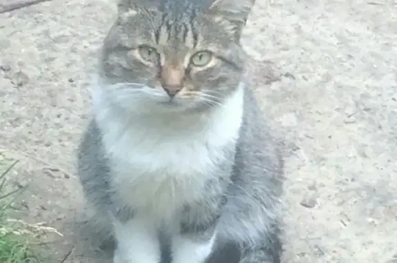 Найден кот в Жуковском