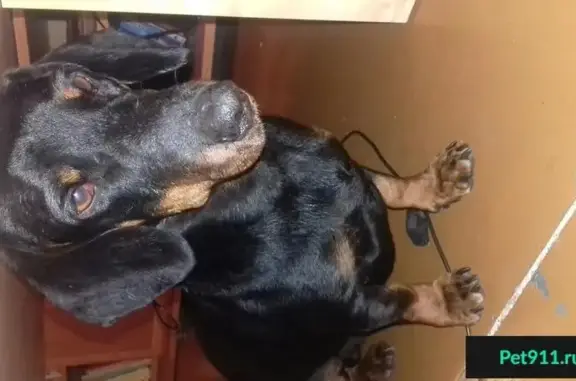Найдена собака в Кемерово, ищет хозяина.